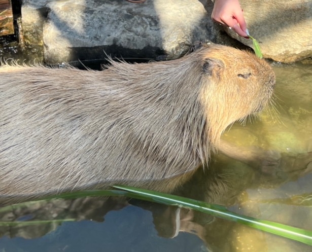 水豚示意圖，與本文的奔逃水豚無關。