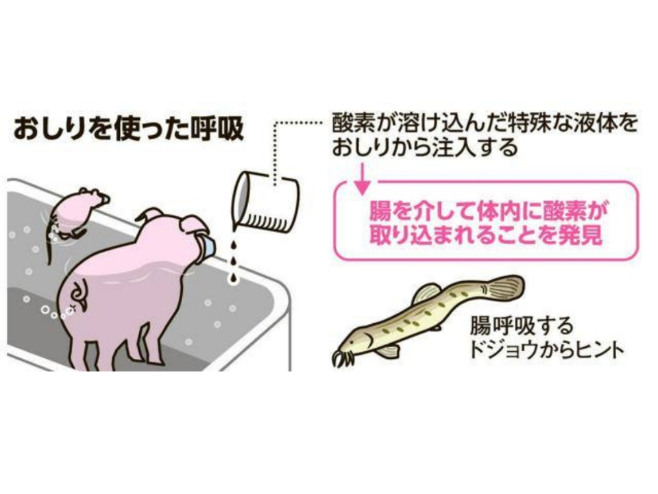 擷取自朝日新聞デジタル X。