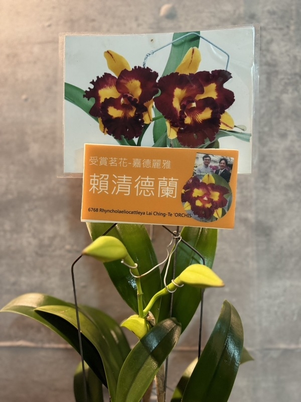 適逢開館5周年，台南山上花園水道博物館下月辦蘭展，首度曝光的 「賴清德蘭」話題十足。（蘭科植物園提供，中央社傳真）