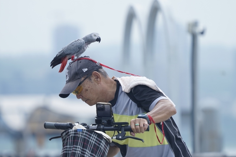 圖為新北市淡水區，有民眾上午趁著好天氣，帶寵物鸚鵡外出。(中央社記者徐肇昌攝）