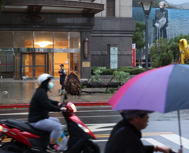 颱風康芮1日清晨已轉輕颱並逐漸遠離，除少數縣市區域外，多數縣市已恢復上班上課。圖為台北市信義區路邊樹木遭強風吹翻，連根拔起。（中央社記者趙世勳攝 ）