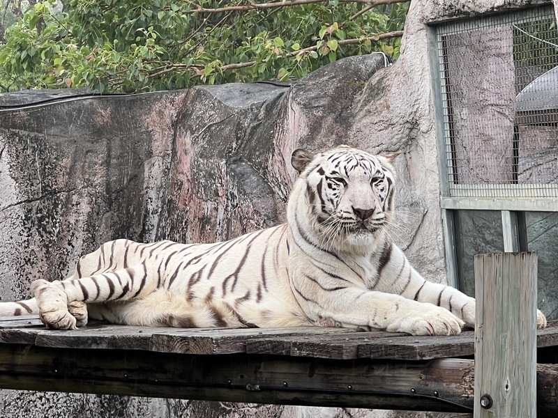 高雄市壽山動物園19日表示，進入秋季，少了夏季的酷熱，動物們紛紛表現出豐富姿態。圖為最愛享受微風、毛雨和陰涼天氣的白老虎「昭海」。（圖源：中央社）