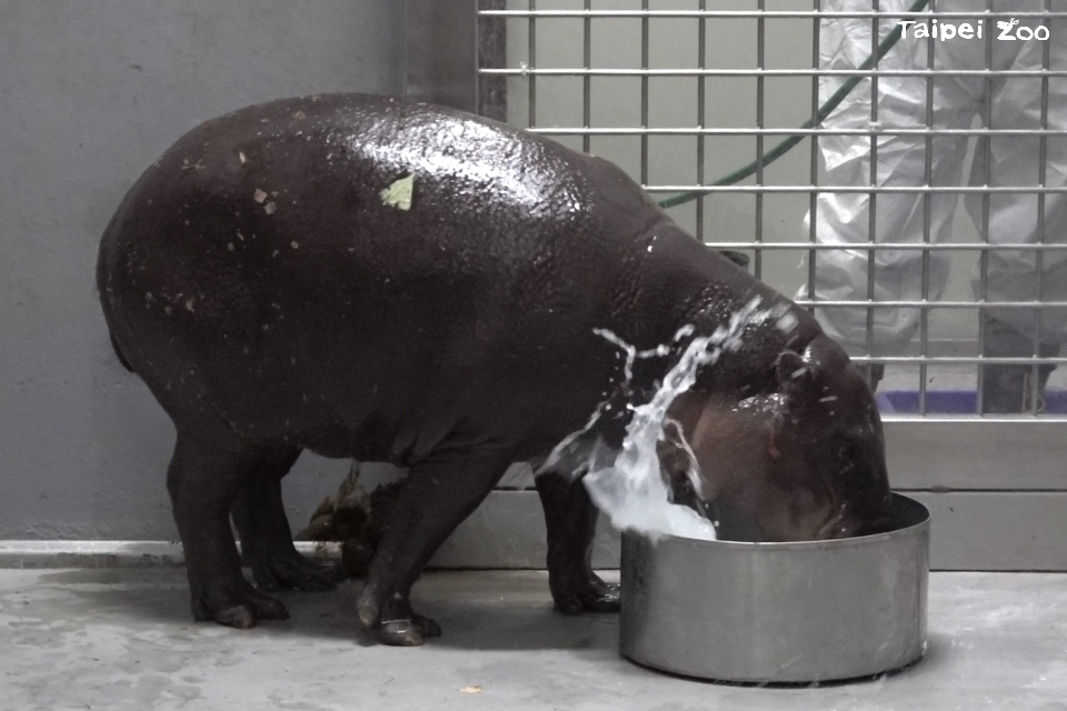 擷取自台北市立動物園官網。