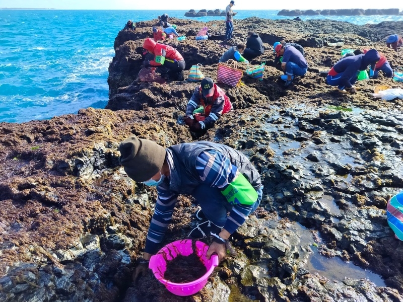 澎湖海域11日難得風浪稍歇，赤崁龍德宮管理委員會開放姑婆嶼採摘紫菜，近300人前往採摘紫菜，為自己賺進第一筆春節紅包。 （圖源：中央社）