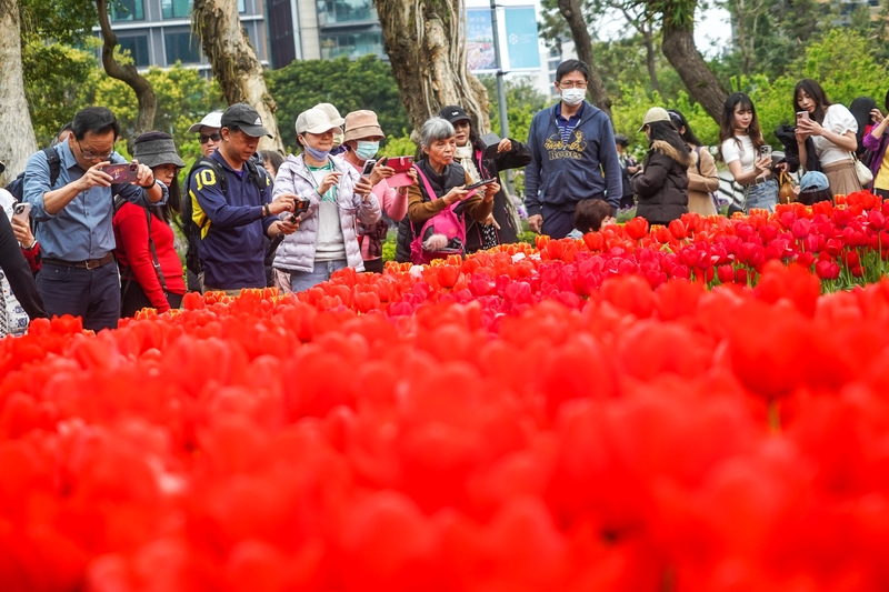 圖為民眾上午趁著好天氣到台北士林官邸公園賞花拍照。( 中央社記者裴禛攝）