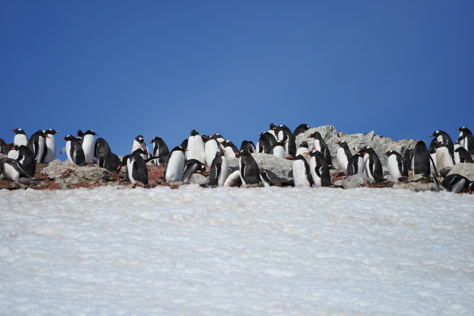 處理郵務還得數企鵝 南極郵局「沒水沒網路」職缺搶破頭
