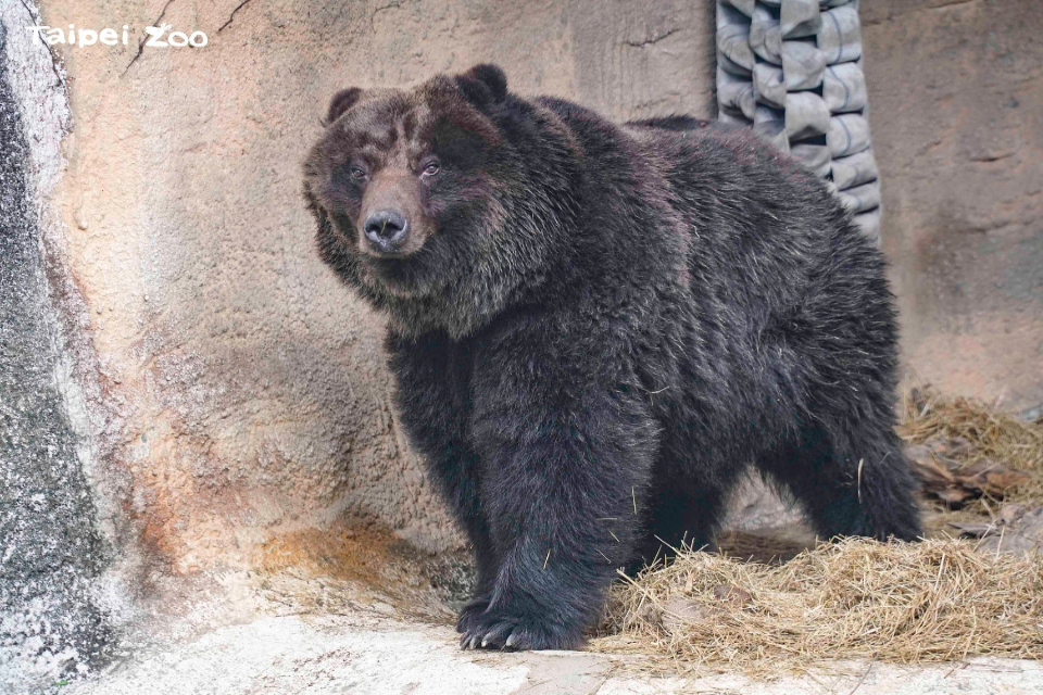 登山客遇熊襲！羅馬尼亞批准「撲殺500頭棕熊」 動保團體譴責