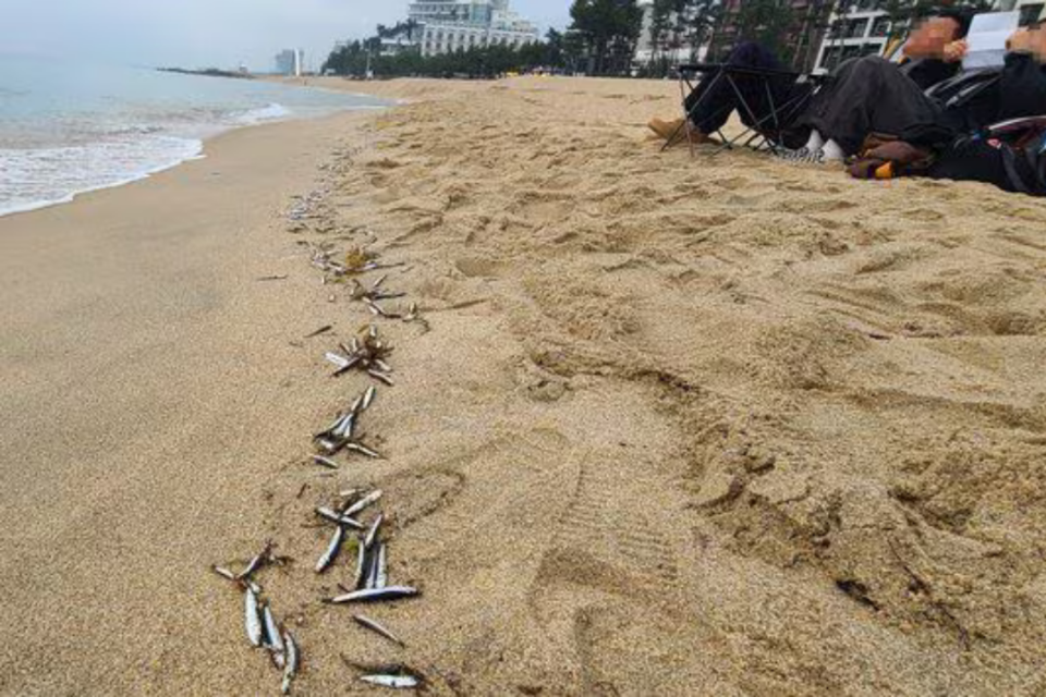 才剛地震！韓國海灘現「大量魚屍」專家：是被大魚追捕