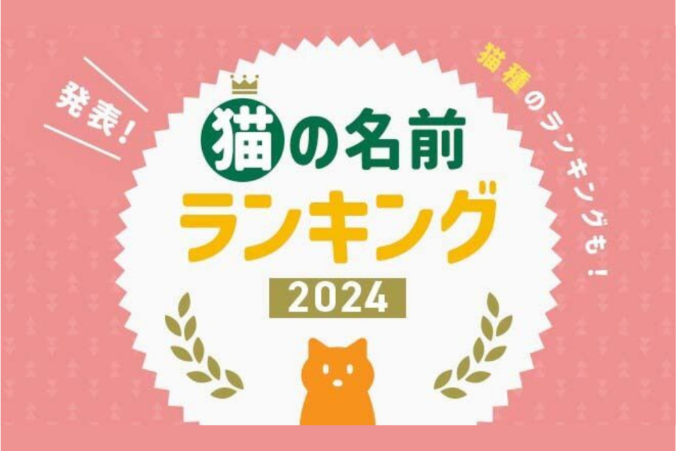 日本貓咪「菜市場名」調查公開！榜首已蟬聯5年
