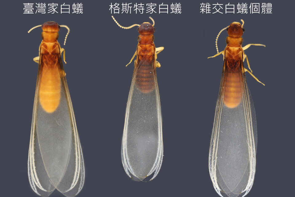 「白蟻聯姻」生後代！興大證實野生混種就在台灣：很會生