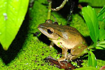 外來「斑腿樹蛙」大舉入侵！原生布氏樹蛙受威脅 林試所：棲地加強管控