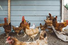 糧農組織憂亞太地區禽流感擴散情況 籲各界盡速協調因應