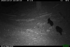 嘉南地區設自動相機觀測野生動物 首次見兩隻跟班小黑熊、直擊黑熊覓食