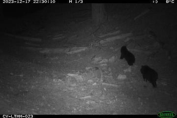 嘉南地區設自動相機觀測野生動物 首次見兩隻跟班小黑熊、直擊黑熊覓食