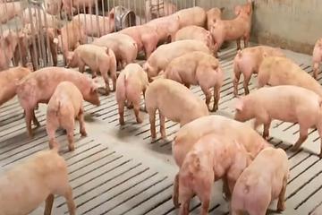 台糖豬疑含瘦肉精 台中市食安處與行政院檢驗結果大不同