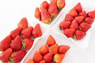日草莓「農藥殘留」頻違規 食藥署預告修正殘留容許量
