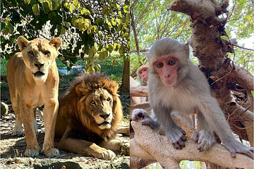 壽山母獅「生吞小猴」前已吃過飯 動物園：像人類一樣 吃了又想吃