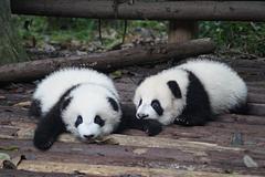 過去美中友好時代象徵 華府動物園貓熊全送回中國