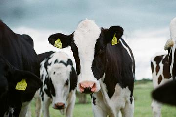 美國爆乳牛染禽流感還傳人 疾管署籲：勿飲用未殺菌生乳