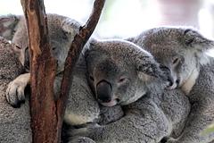壓力山大！睡覺時間被抓拍照...澳洲動物園不再提供「無尾熊抱抱體驗」
