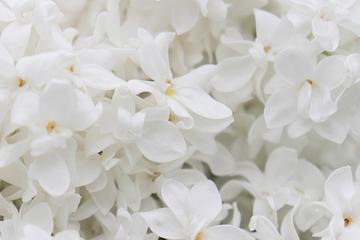 士院法官墜樓亡 協會19日發起「白花運動」表達思念祝禱