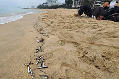才剛地震！韓國海灘現「大量魚屍」專家：是被大魚追捕