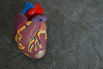 刷新金氏世界紀錄！荷蘭男子心臟移植後存活近40年