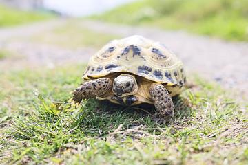 大馬警逮捕動物走私集團「忍者龜幫」 查獲200隻稀有烏龜