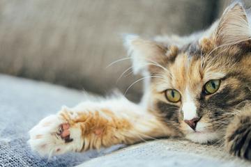 哪些貓最長壽？台英研究：伯曼貓、緬甸貓達14.4年、無毛貓較早夭