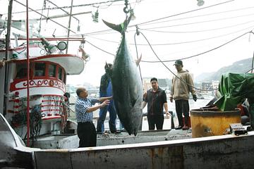 全台第一鮪 蘇澳漁船捕獲黑鮪魚驗明正身269公斤 17日進行拍賣