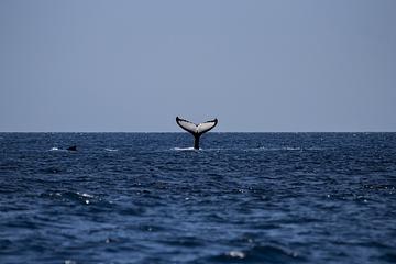 冰島恢復捕鯨！為維護動物福利 要求漁民「下手快一點」