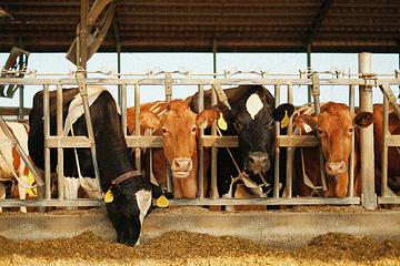 數百隻美國乳牛H5N1...1德州工人輕症 美CDC：尚無公衛風險